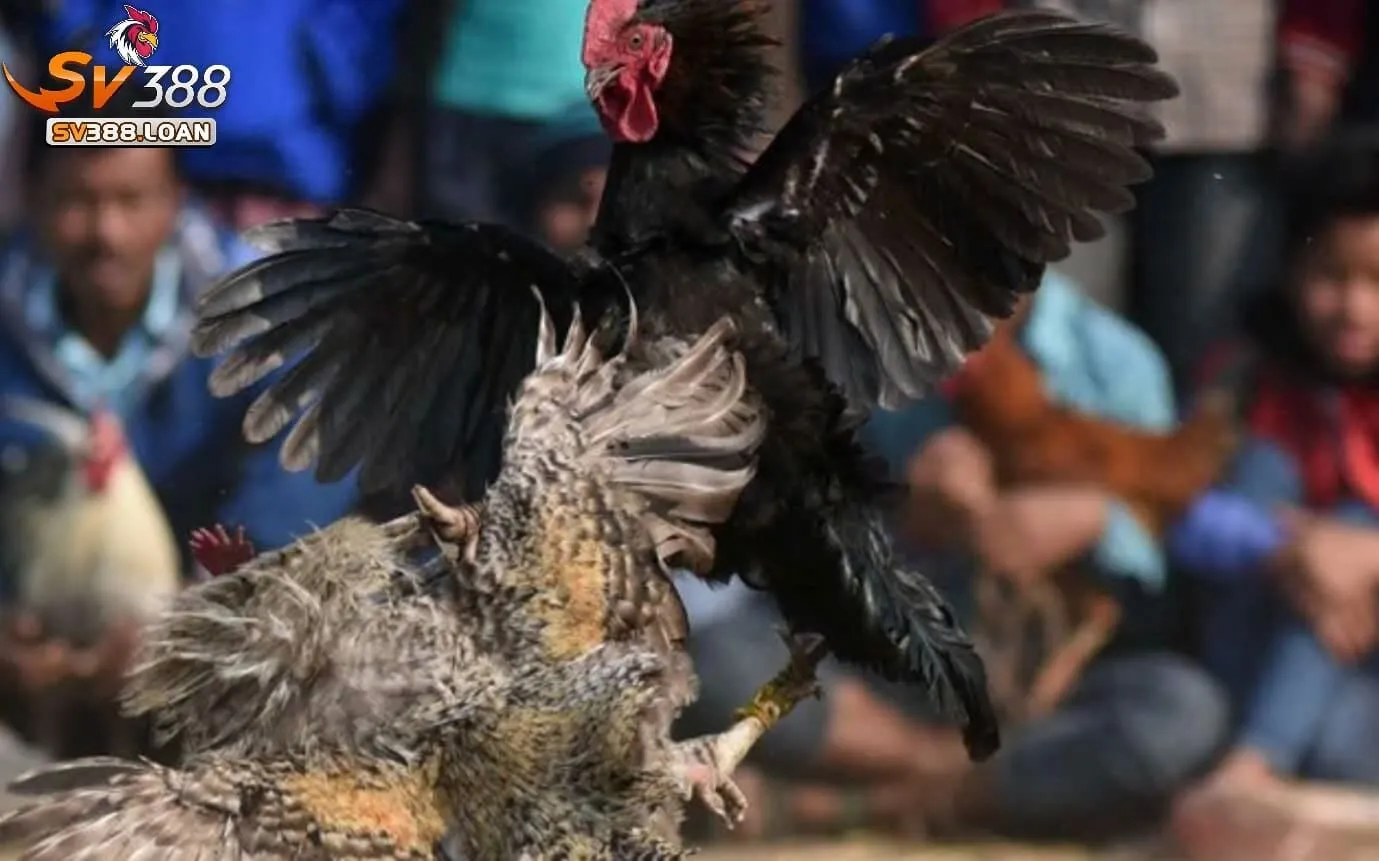 Trải nghiệm Đá Gà Asil Sv388
