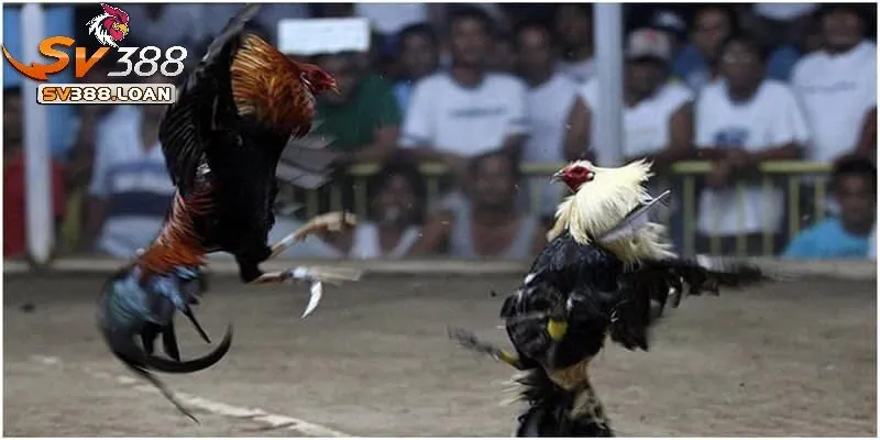 da ga cua dao sv388 1