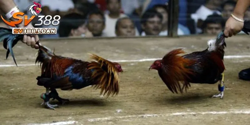 Sự đa dạng về giống linh kê Đá Gà Cựa Dao Sv388