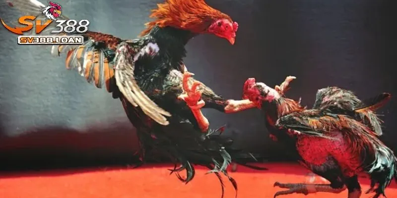 Đa dạng trận đá kê Thomo