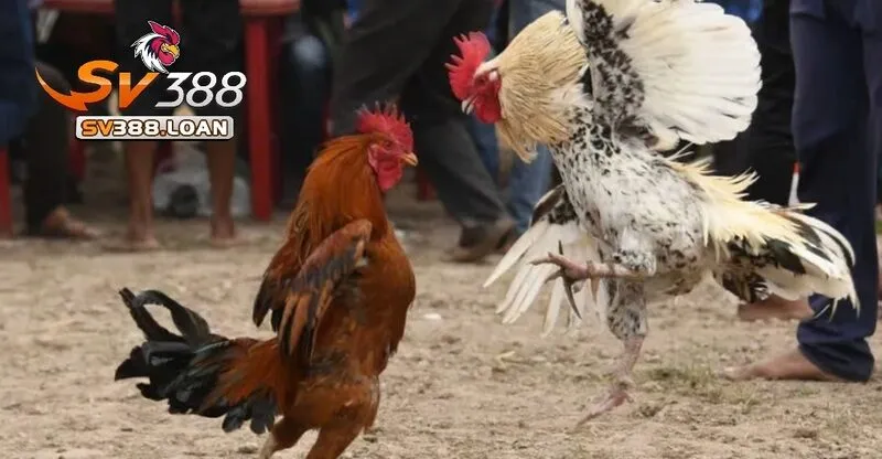 da ga casino sv388 1