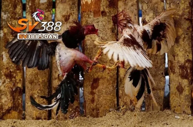 Đá Gà Chọi Cuba – Trải Nghiệm Hấp Dẫn Tại Sv388 Hàng Đầu 3 Một số dòng Đá Gà Chọi Cuba được cho là phổ biến nhất ở thị trường Việt Nam