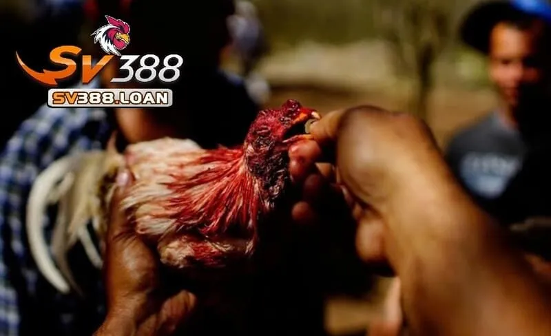 Đá Gà Chọi Cuba – Trải Nghiệm Hấp Dẫn Tại Sv388 Hàng Đầu 4 Dựa vào đâu mà giá giống Đá Gà Chọi Cuba được cập nhật cao đến thế