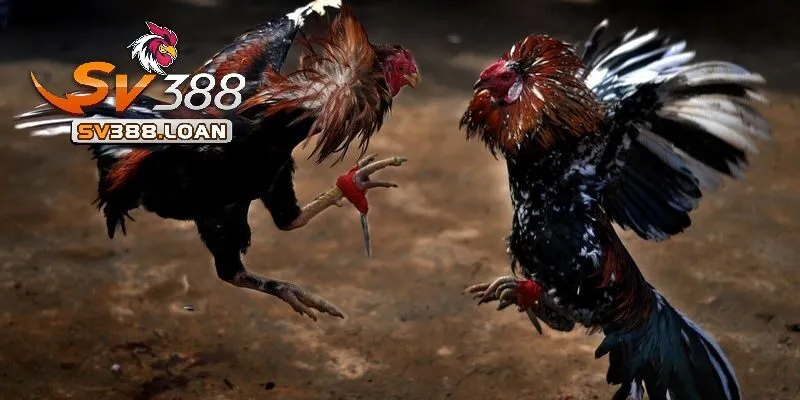 Đá Gà Cựa Dao Sv388 – Sàn Cược Có Một Không Hai 3 Thời gian chiến đấu một trận Đá Gà Cựa Dao Sv388