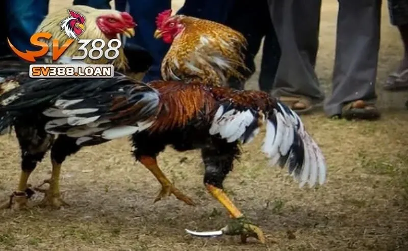 Đá Gà Mỹ Sv388 – Độc Đáo Hấp Dẫn Dành Cho Game Thủ 4 So sánh Đá Gà Mỹ Sv388 với các loại đá gà khác