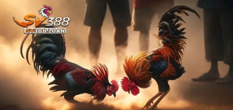 Đá Gà Philippines Sv388 – Trải Nghiệm Hấp Dẫn Và Vui Nhộn 3 Những bí kíp mà cao thủ áp dụng