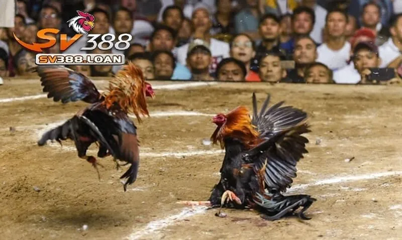 Đá Gà Philippines Sv388 – Trải Nghiệm Hấp Dẫn Và Vui Nhộn 4 Ưu điểm chỉ có ở Đá Gà Philippines Sv388